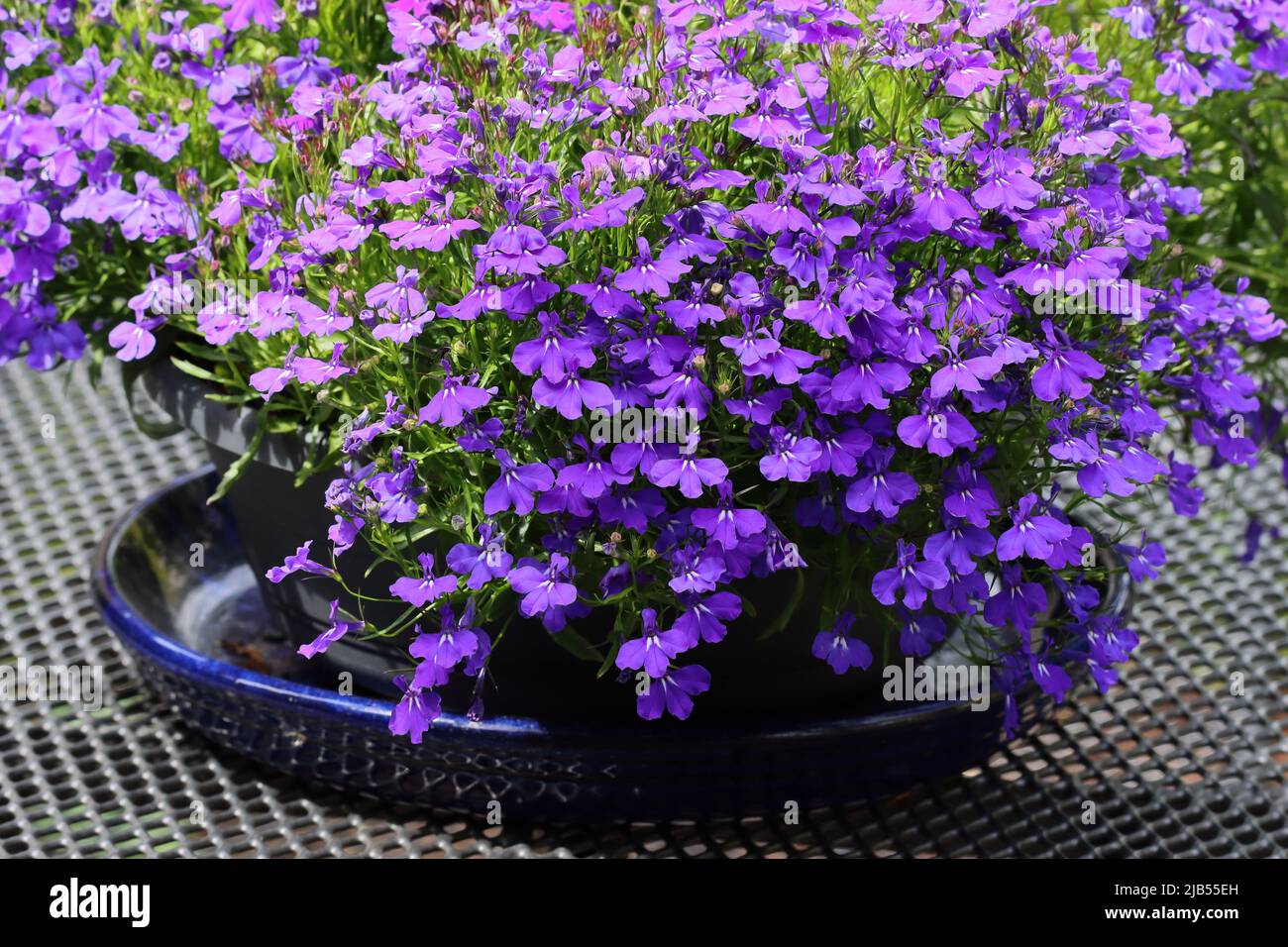 Gros plan sur une table de jardin d'un Lobelia erinus bleu à fleurs riches en pot Banque D'Images