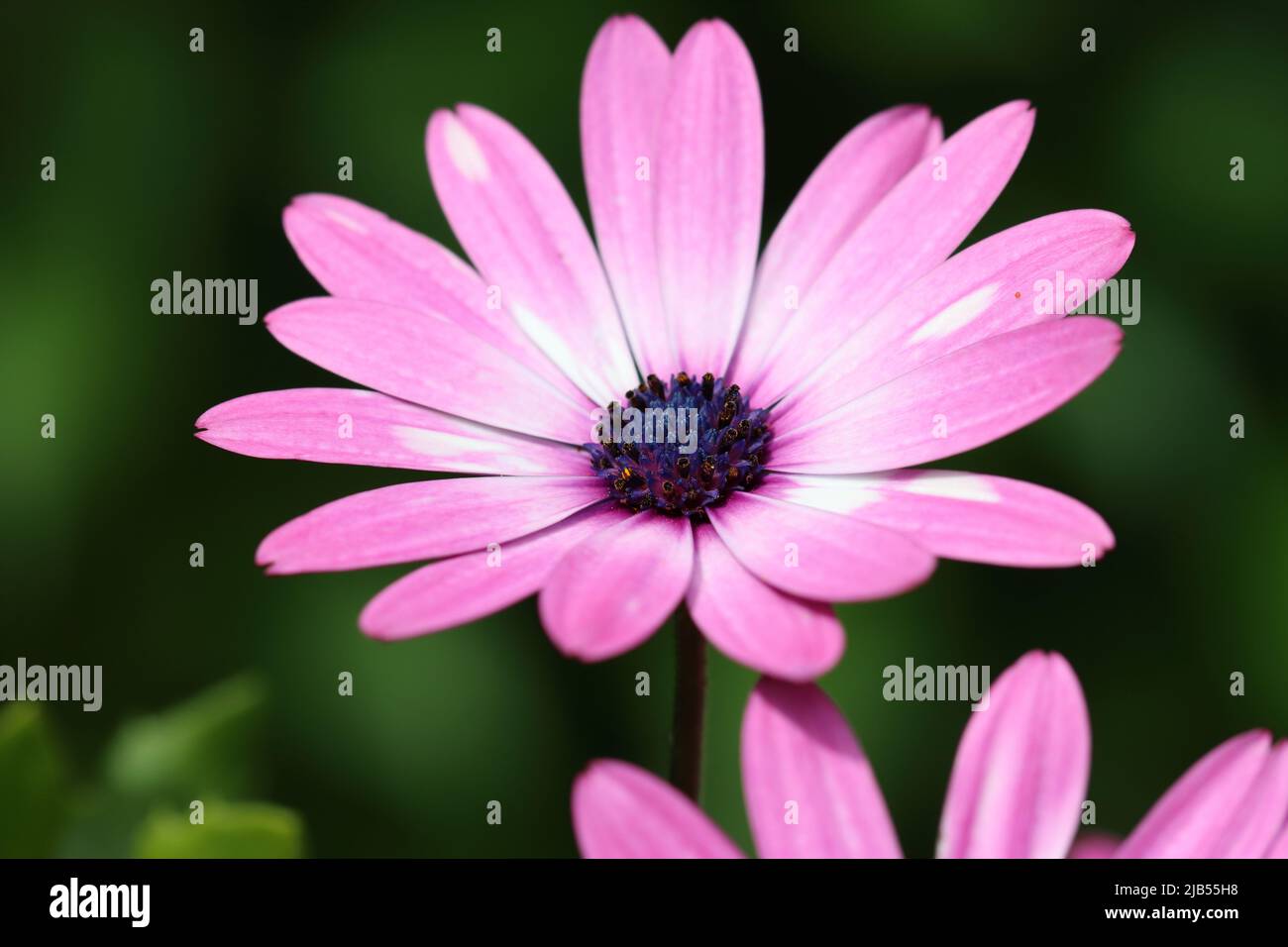 gros plan d'une belle fleur d'ostéospermum violet clair avec mise au point sélective, arrière-plan sombre flou Banque D'Images