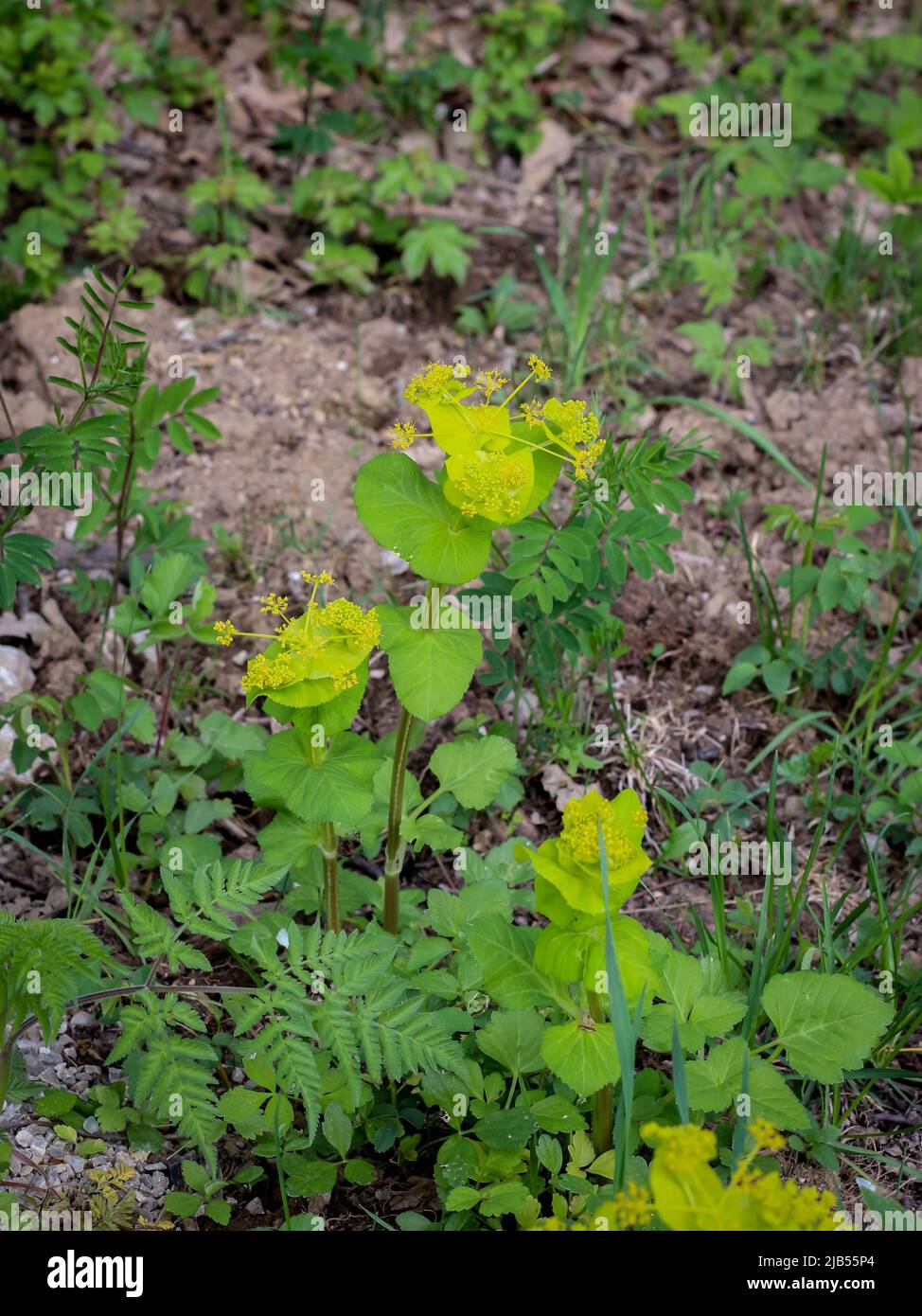 Greena à la chaux et bractées jaunes de Smyrnium perfoliatum dans l'ouest de la Serbie Banque D'Images