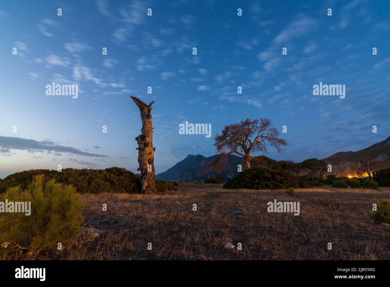 Arbre dans une forêt subtropicale sèche au coucher du soleil. Les rayons cassent la couronne sèche. Paysages du sentier lycien. Banque D'Images