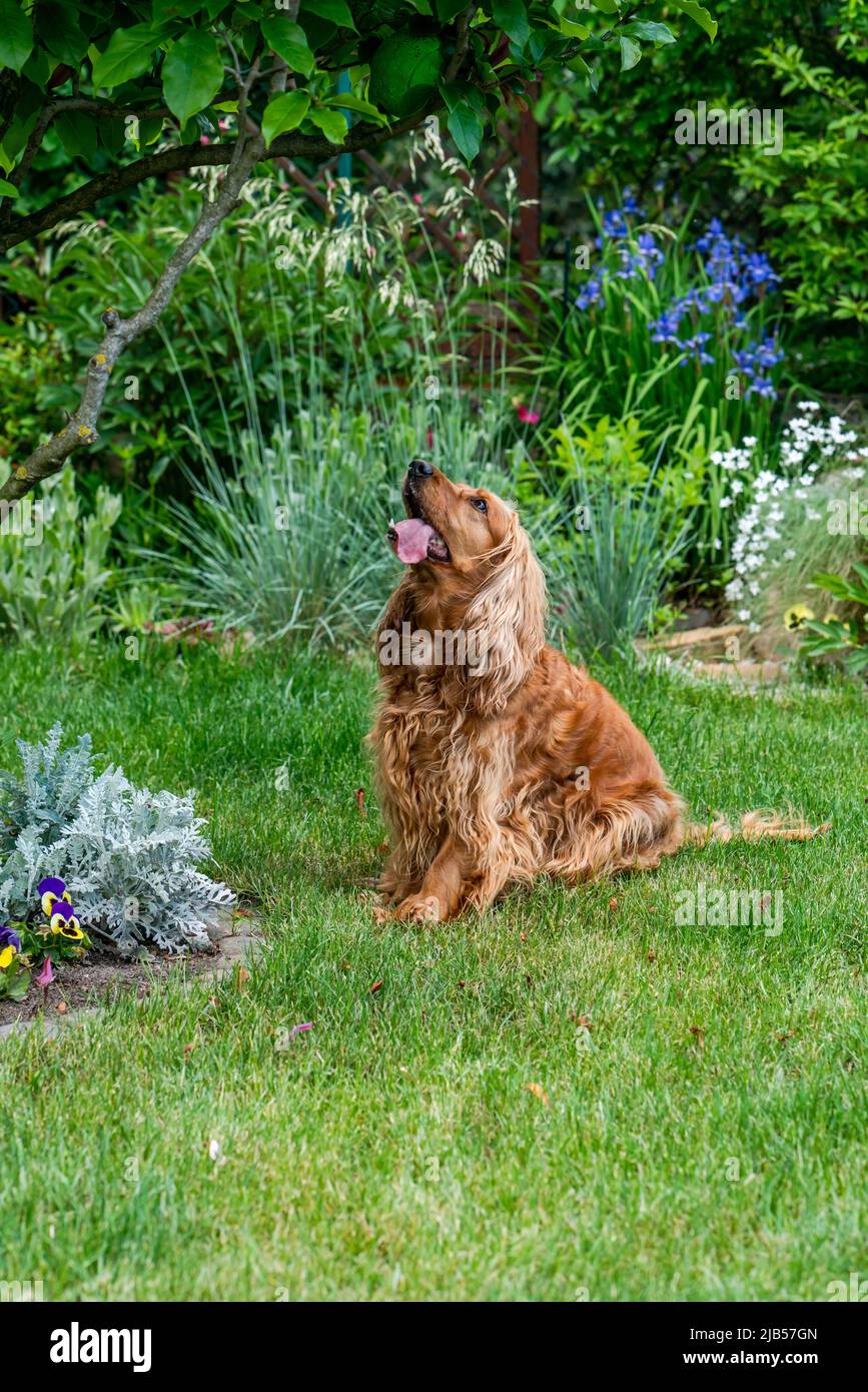 chien d'épagneul cocker brun dans le jardin - mise au point sélective Banque D'Images