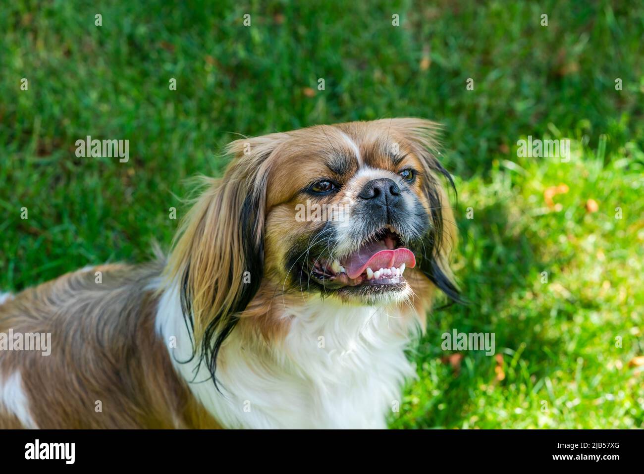 Jeune chien pékinois dans le jardin Photo Stock - Alamy