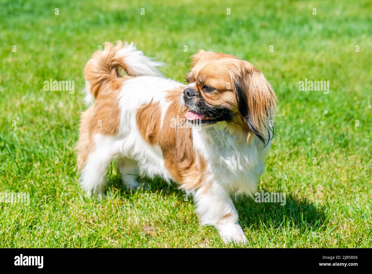 Jeune chien pékinois dans le jardin Banque D'Images