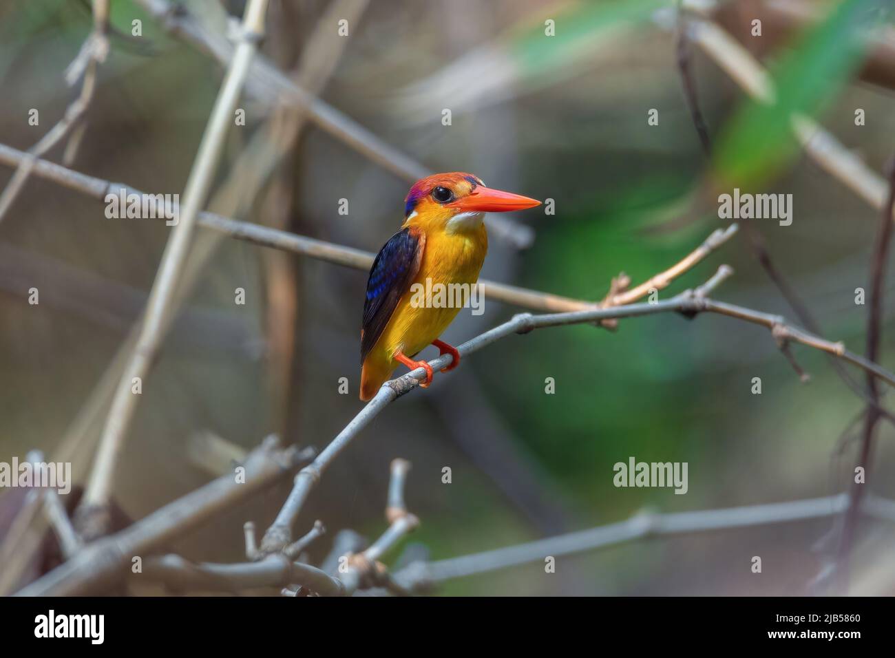 Dwarf-Kingfisher à dos noir sur le bambou dans la forêt naturelle. Banque D'Images