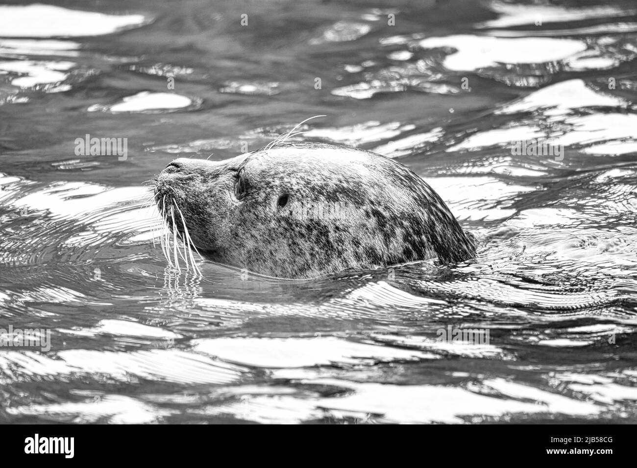 Sceller la tête en noir et blanc, en regardant hors de l'eau. Gros plan du mammifère. Espèces menacées en Allemagne. Photo d'animal Banque D'Images