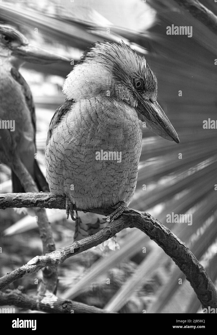 Rire Hans en noir et blanc. Sur une branche. Magnifique plumage coloré de l'oiseau australien. Observation intéressante de l'animal. Photos d'animaux Banque D'Images