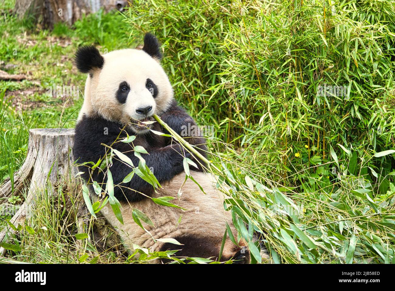 grand panda assis manger du bambou. Espèces en voie de disparition. Un mammifère noir et blanc qui ressemble à un ours en peluche. Photo profonde d'un ours rare. Banque D'Images