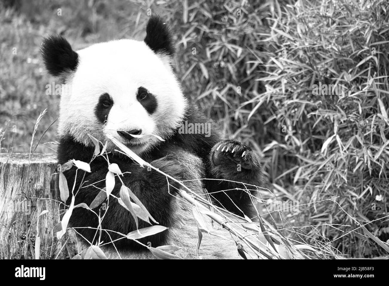 grand panda en noir et blanc, assis mangeant du bambou. Espèces en voie de disparition. Un mammifère noir et blanc qui ressemble à un ours en peluche. Photo profonde d'un bea rare Banque D'Images grand panda en noir et blanc, assis mangeant du bambou. Espèces en voie de disparition. Un mammifère noir et blanc qui ressemble à un ours en peluche. Photo profonde d'un bea rare Banque D'Images