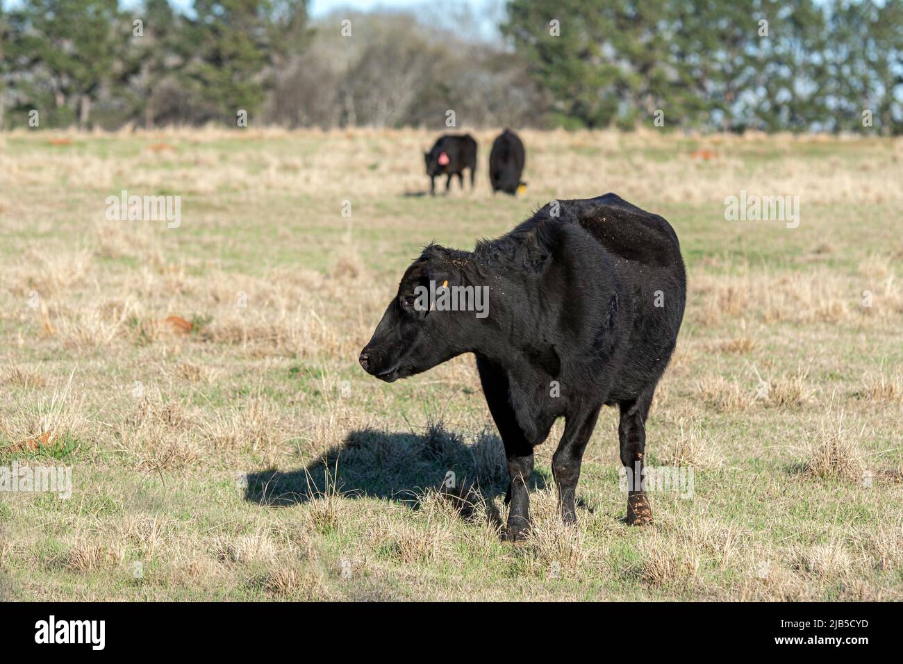 Angus crossbred la vache à couvain au premier plan, regardant à gauche avec deux autres bovins en arrière-plan hors foyer. Banque D'Images