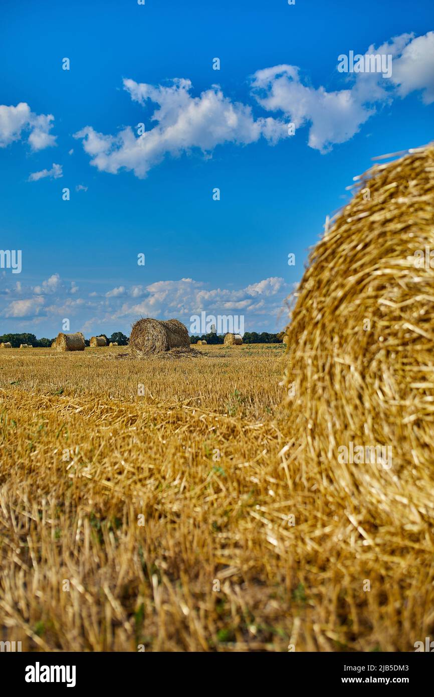 Balle de blé images libres de droit, photos de Balle de blé
