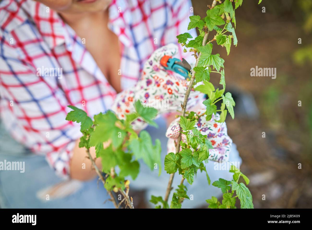 Femme prendre soin des plantes dans le jardin Banque D'Images