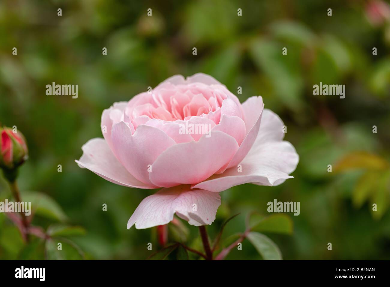 Gros plan d'un arbuste rose anglais appelé Rosa Wisley 2008 fleurit dans un jardin anglais. Une belle rose David Austin rose fleur, Angleterre, Royaume-Uni Banque D'Images