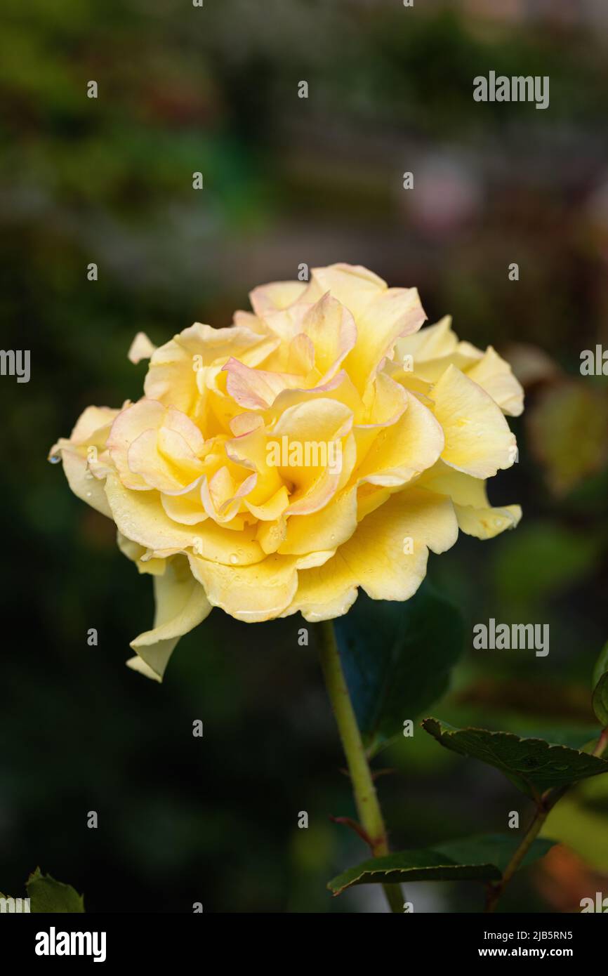 Gros plan d'une belle rose jaune dorée appelée Rosa Precious Gold Noa55504 floraison dans un jardin au Royaume-Uni Banque D'Images