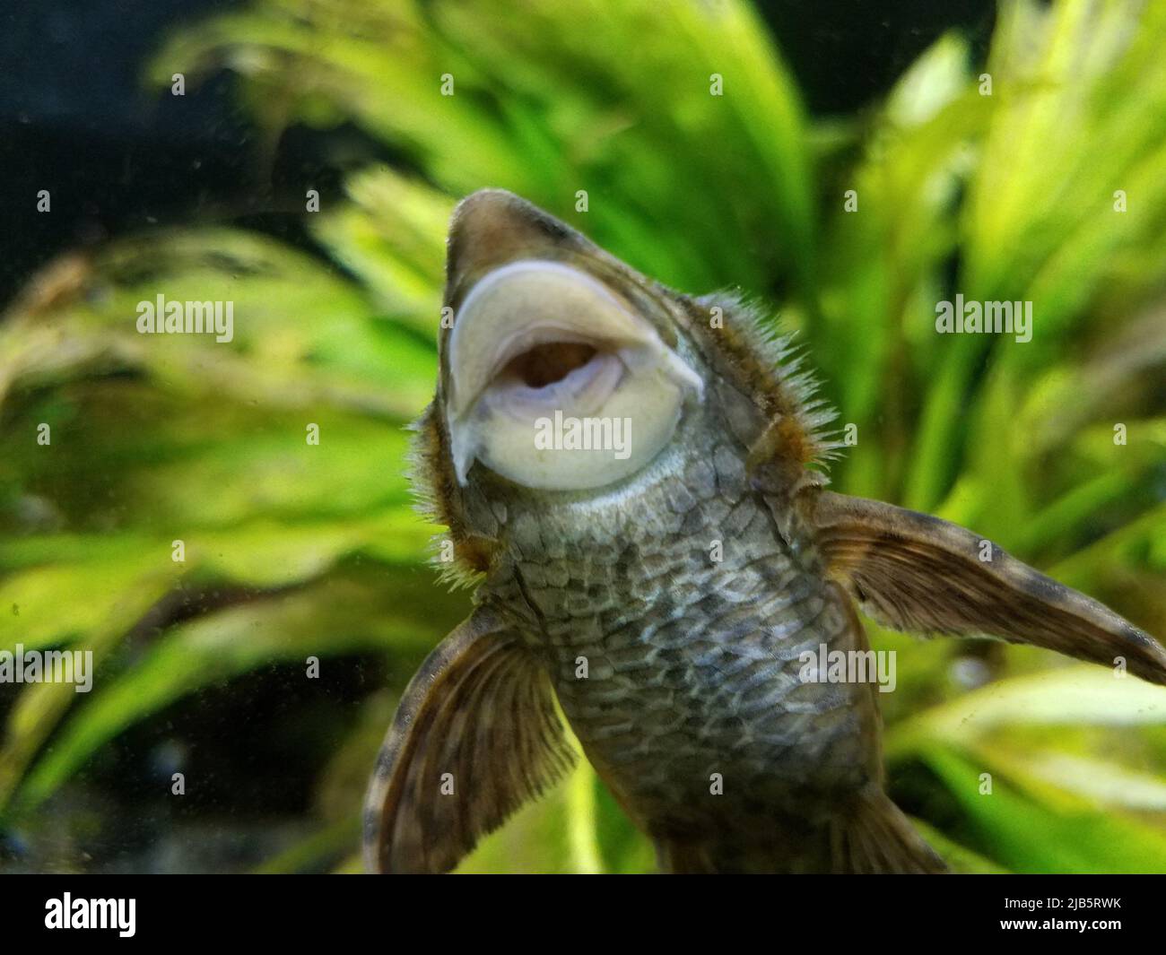 Plante bouche de poisson Banque de photographies et d’images à haute