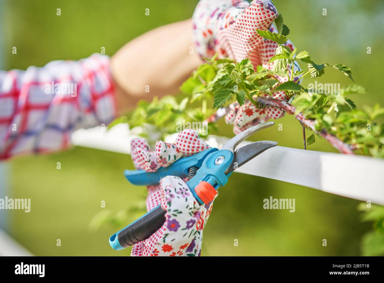Femme prendre soin des plantes dans le jardin Banque D'Images