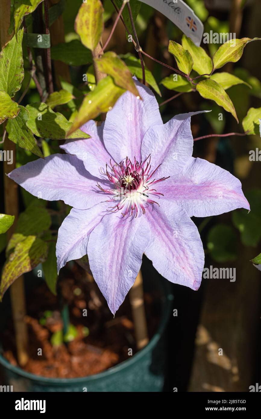 Gros plan sur l'escalade de Clematis la première dame floraison au Royaume-Uni Banque D'Images