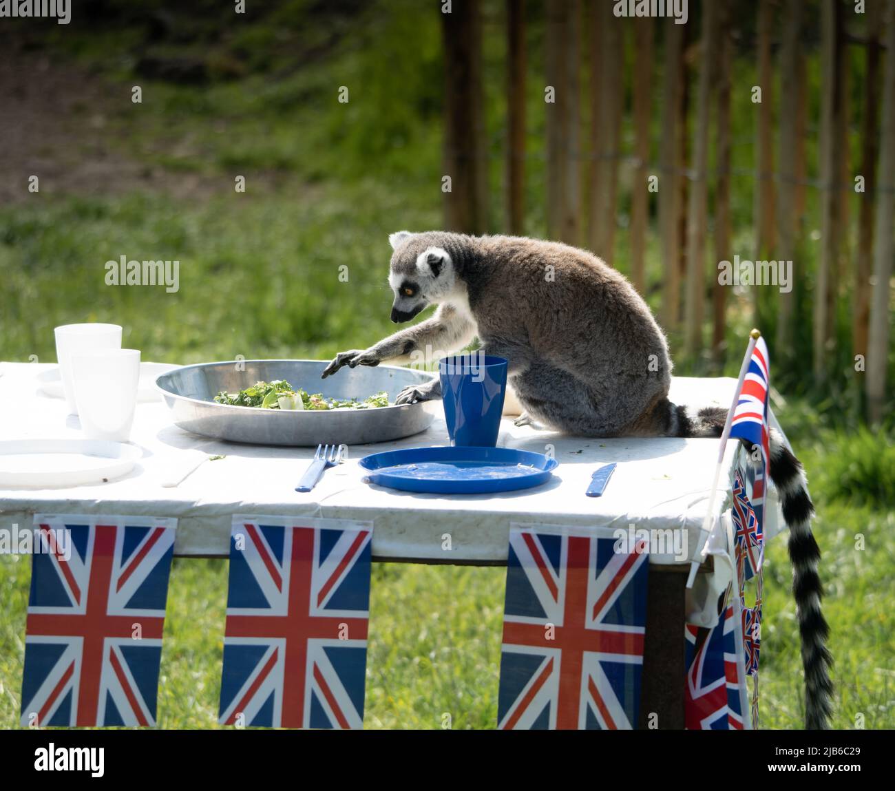 Lémurien à queue annulaire dégustant de la nourriture à table décorée de drapeaux de l'Union Jack pour célébrer le jubilé de platine Banque D'Images