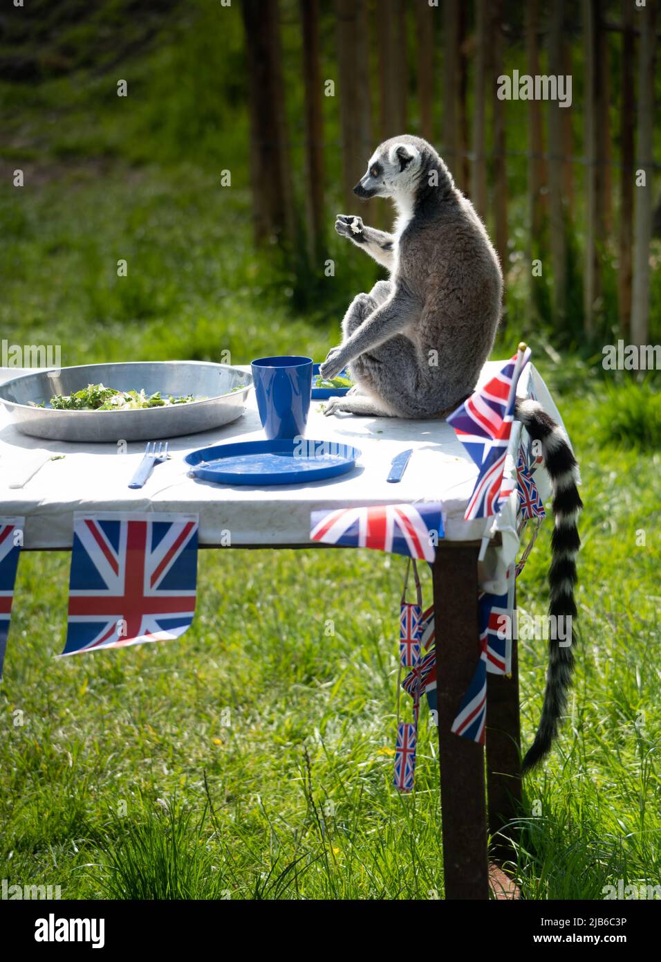Lémurien à queue annulaire assis à table décoré de drapeaux de l'Union Jack pour célébrer le jubilé Banque D'Images