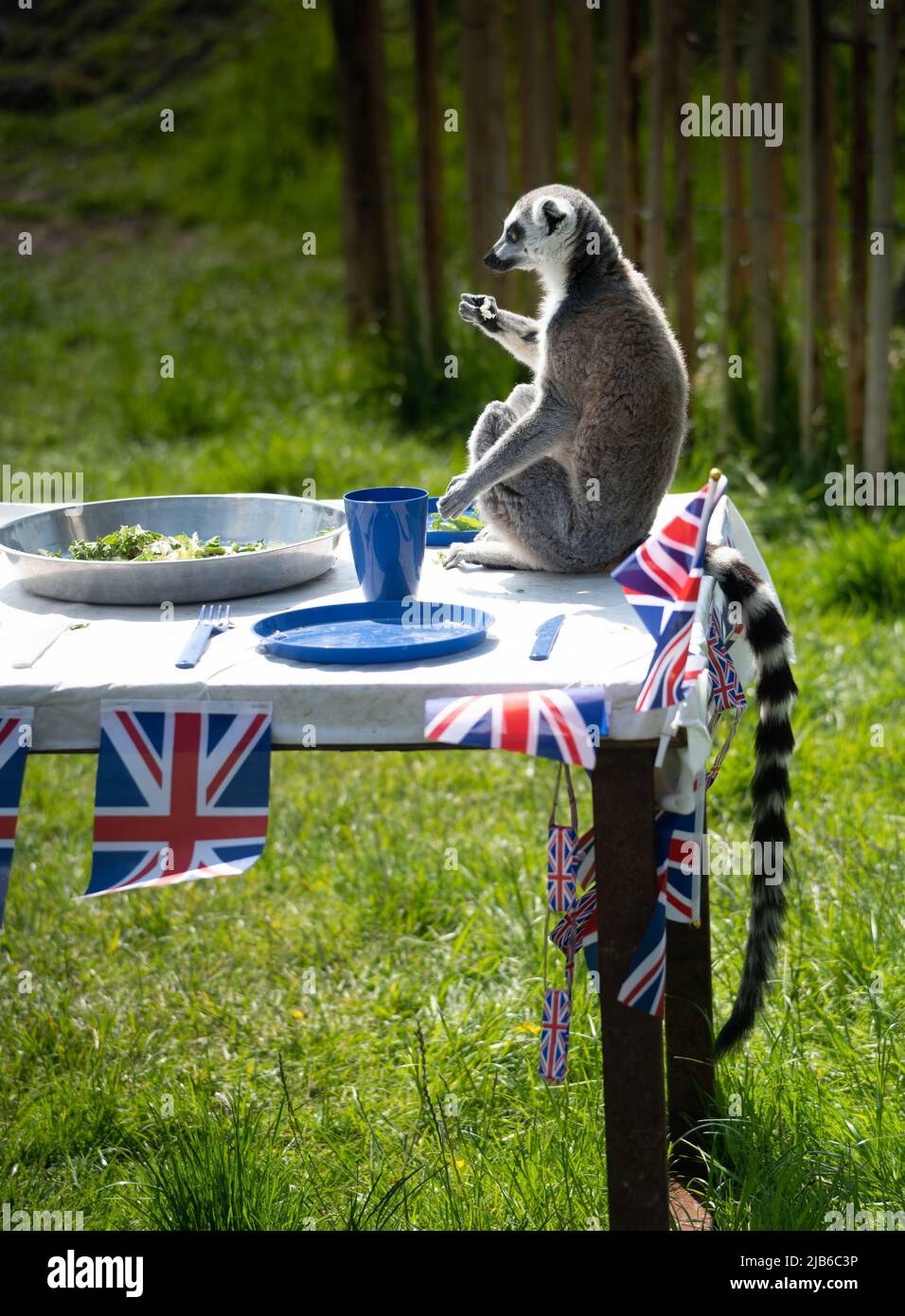 Un Lemur à queue ronde (Lemur catta) célèbre le Jubilé de platine de la reine Elizabeth II lors d'une fête de rue au Peak Wildlife Park, Staffordshire Banque D'Images