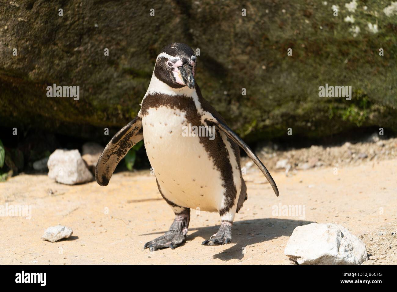 Pingouin africain avec palmes étendues au parc animalier Banque D'Images