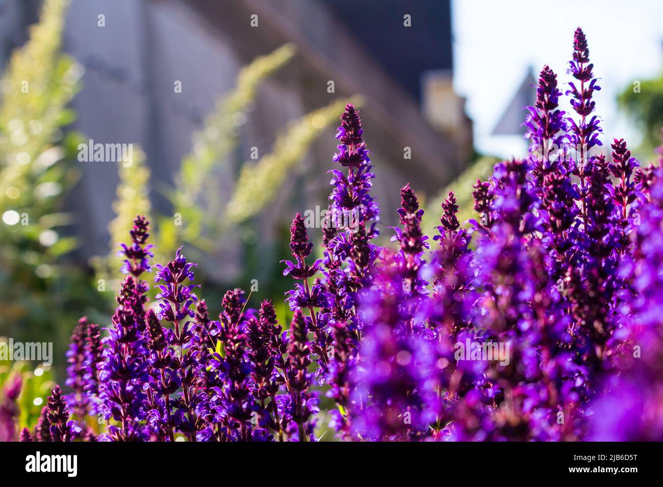 Fleurs violettes de sauge (Salvia nemorosa) en mai à la fin du printemps Banque D'Images