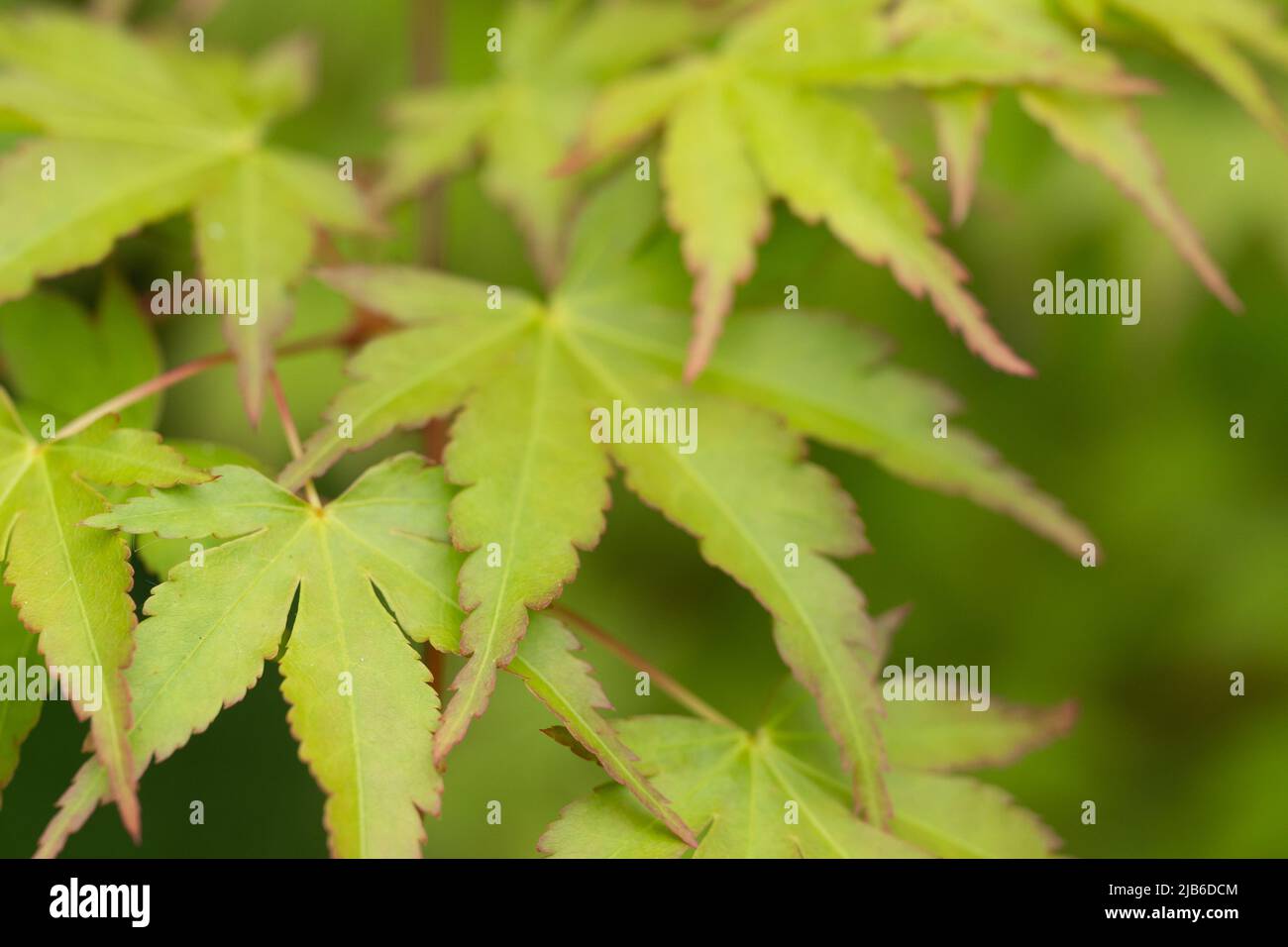 Feuilles dentelées vertes fraîches avec une faible profondeur de champ dans un jardin naturel Banque D'Images
