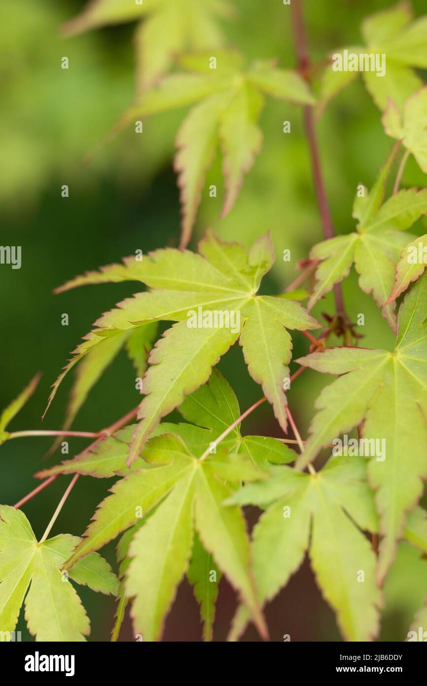 Feuilles d'érable japonais vertes fraîches avec bords dentelés à la lumière du soleil printanière Banque D'Images