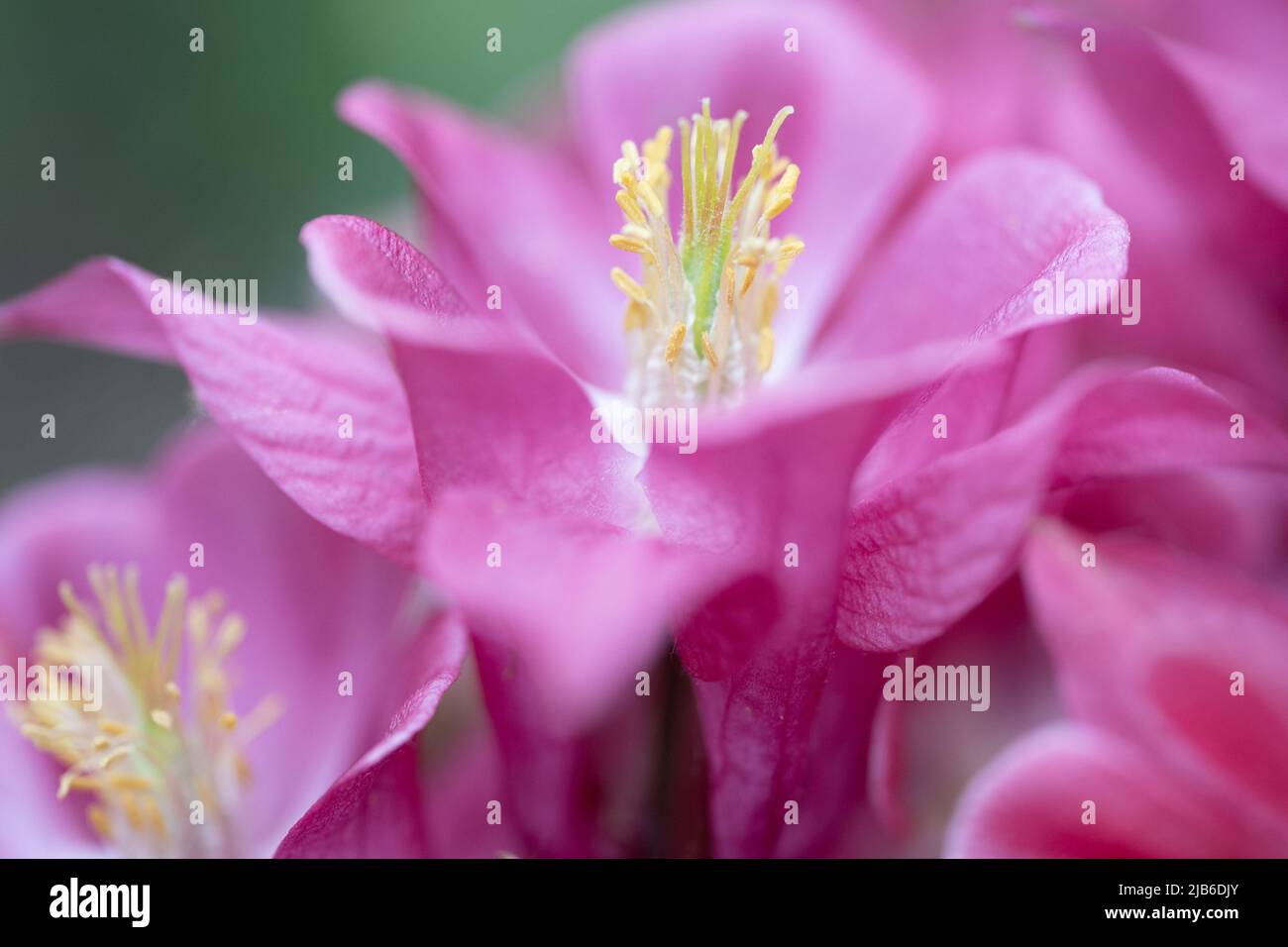 Gros plan de délicates fleurs d'hellebore roses avec des étamines jaunes dans la mise au point douce Banque D'Images
