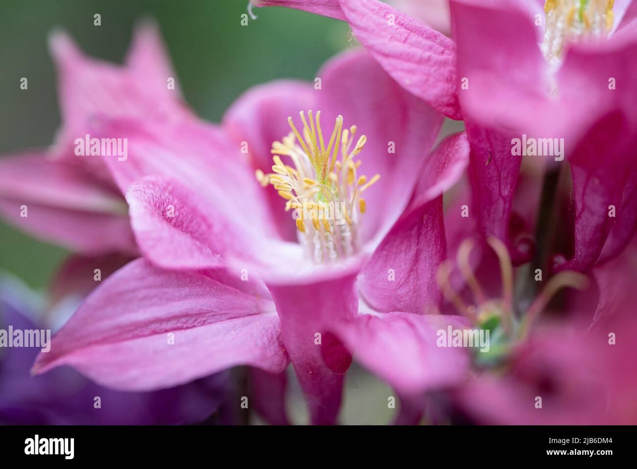 Gros plan de délicates fleurs d'hellebore roses avec des étamines jaunes dans la mise au point douce Banque D'Images