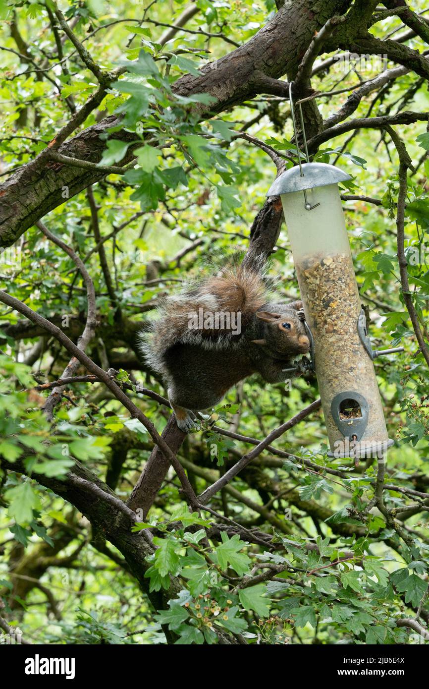 Écureuil gris se nourrissant d'un mangeoire à oiseaux suspendu dans des branches d'arbres feuillus dans les bois britanniques Banque D'Images