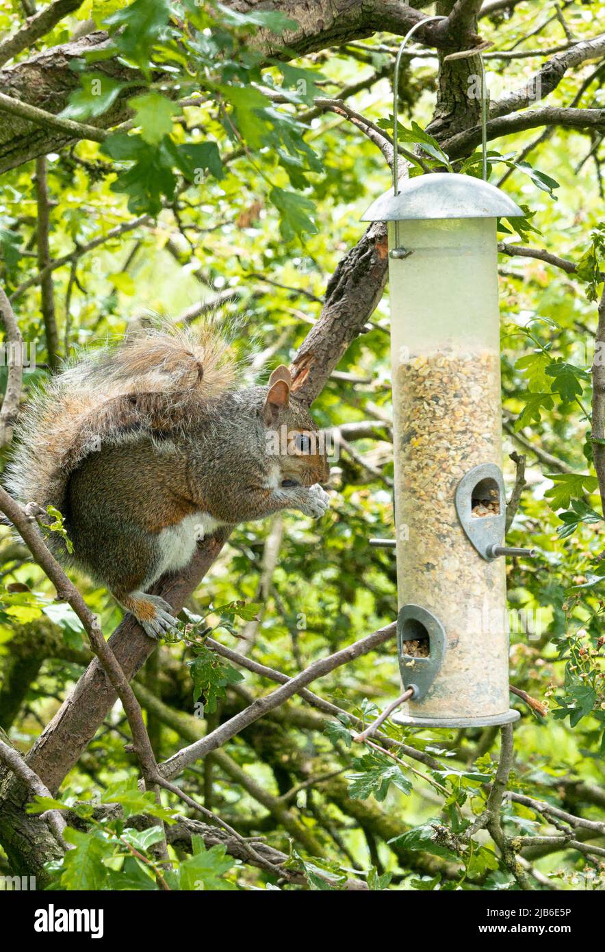Écureuil gris se nourrissant à la mangeoire d'oiseaux dans les branches d'arbres feuillus Banque D'Images