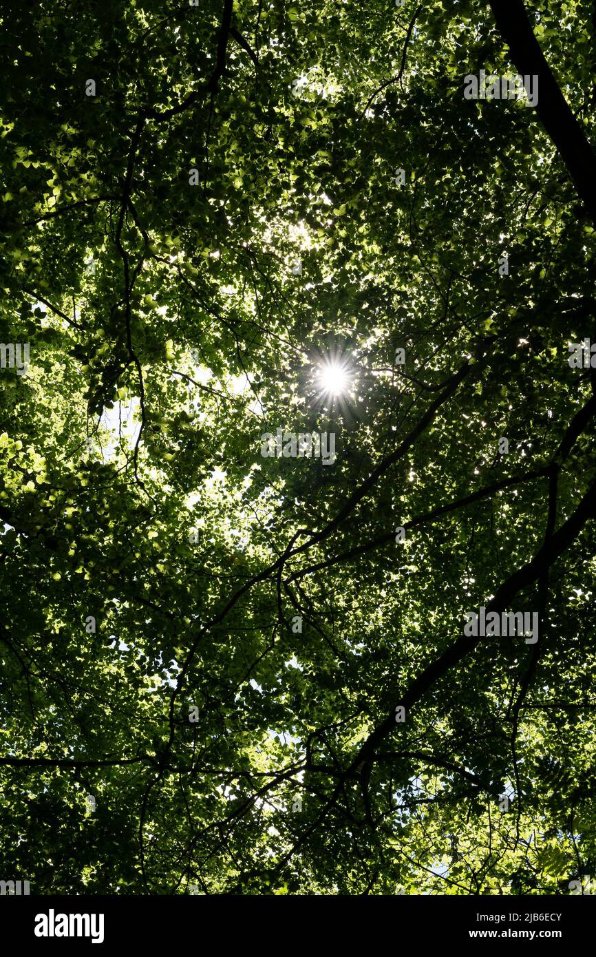 Filtrage de la lumière du soleil à travers la canopée verte dense des arbres créant des rayons de lumière naturelle Banque D'Images
