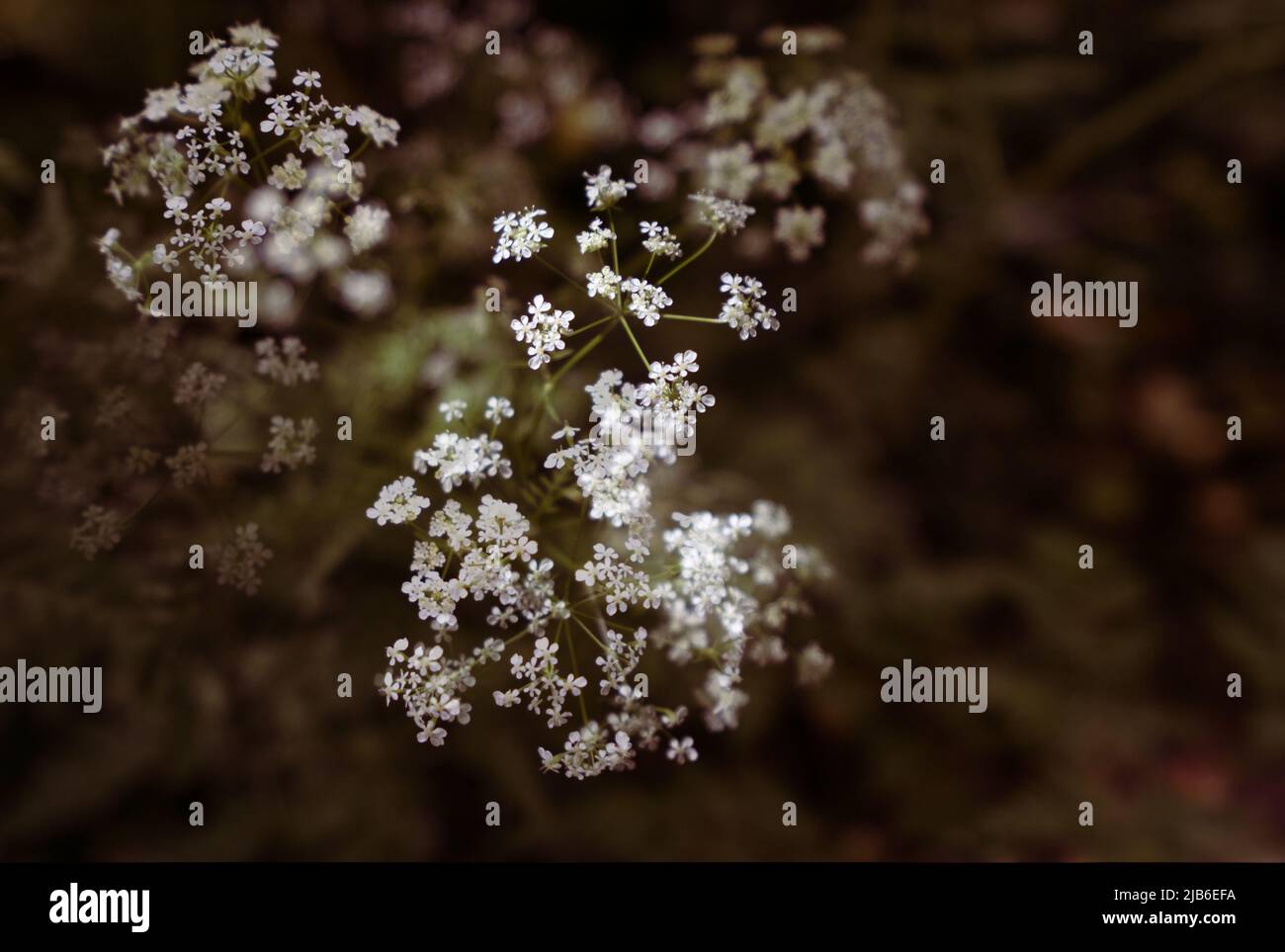 Fleurs délicates de persil blanc de vache fleurissant dans la campagne du Staffordshire Banque D'Images