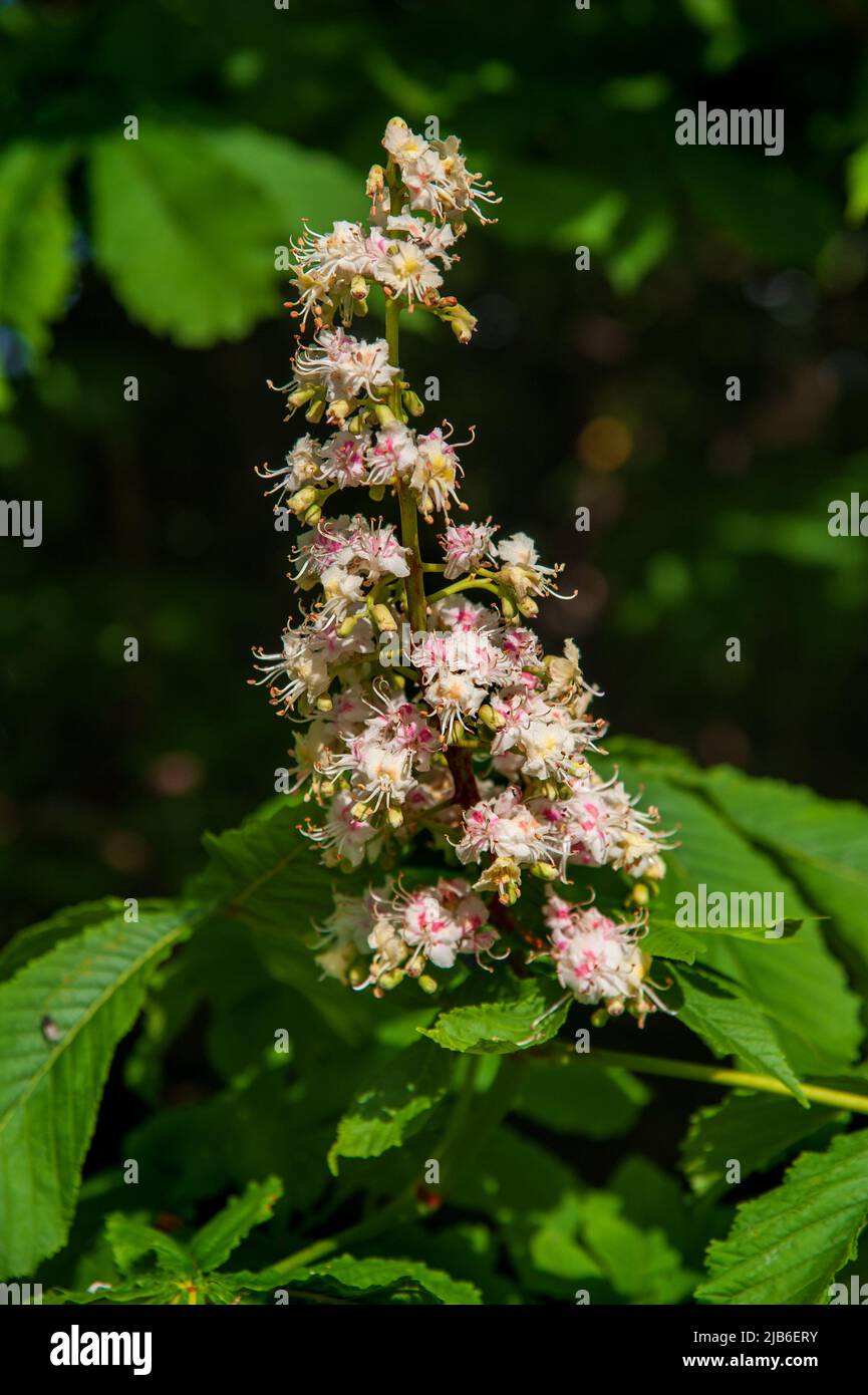 Pics pyramidaux de fleurs blanches sur le châtaignier à cheval, fleurs dans le jardin , Irlande Banque D'Images