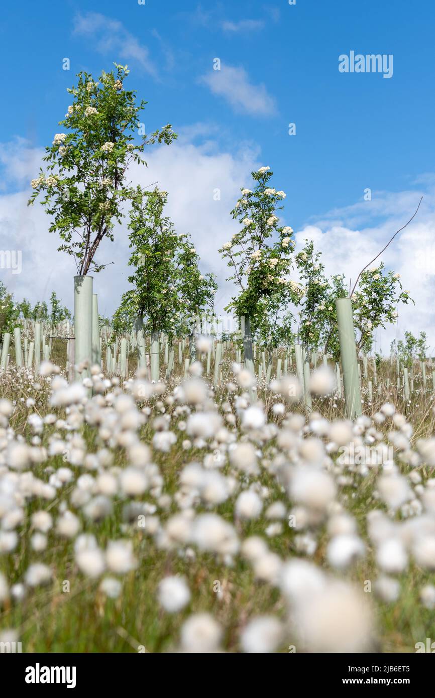 Landes dans la vallée de l'Eden supérieur plantées d'arbres résineux dans le cadre d'un projet environnemental. Mallerstank, Cumbria, Royaume-Uni. Banque D'Images