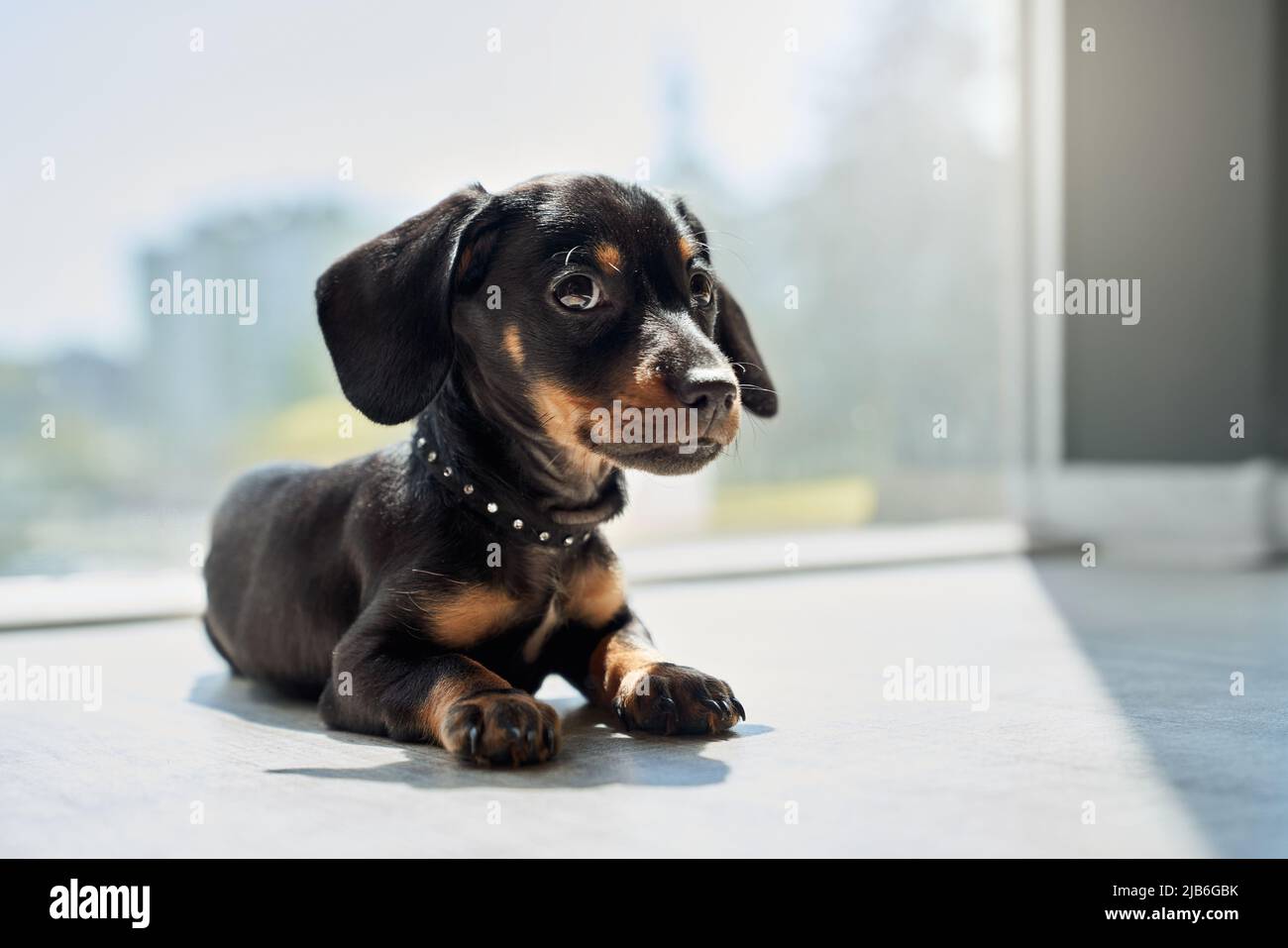 Vue de face de mignon, petit chiot, dachshund avec pattes brunes et cou couché, regardant de côté, relaxant. Drôle, petit chien portant collier noir, jouer, se reposer. Concept d'animaux de compagnie. Banque D'Images Vue de face de mignon, petit chiot, dachshund avec pattes brunes et cou couché, regardant de côté, relaxant. Drôle, petit chien portant collier noir, jouer, se reposer. Concept d'animaux de compagnie. Banque D'Images
