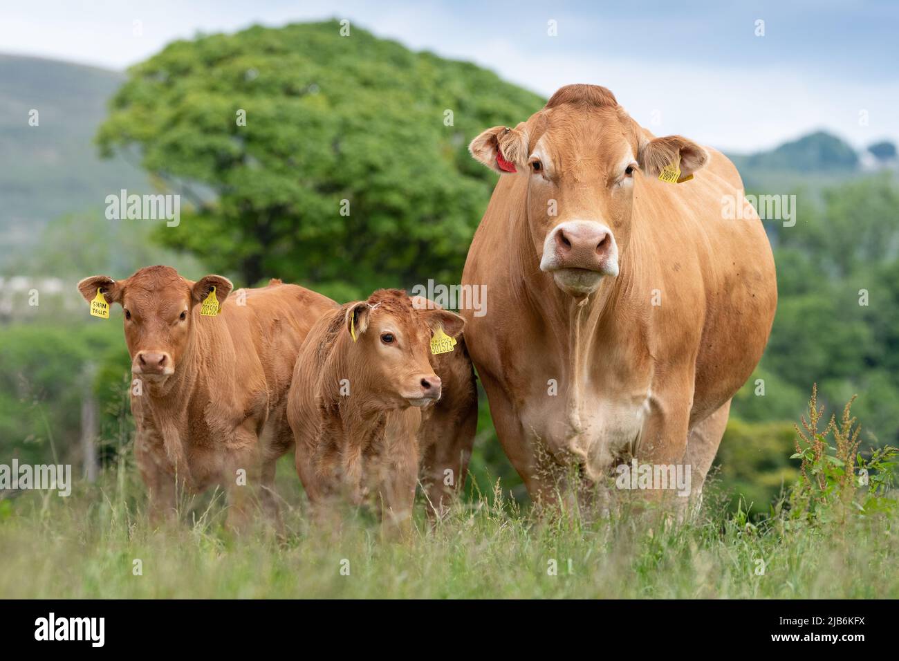 Pedigree troupeau de bovins Limousin dans les pâturages des hautes terres, Lancashire, Royaume-Uni. Banque D'Images