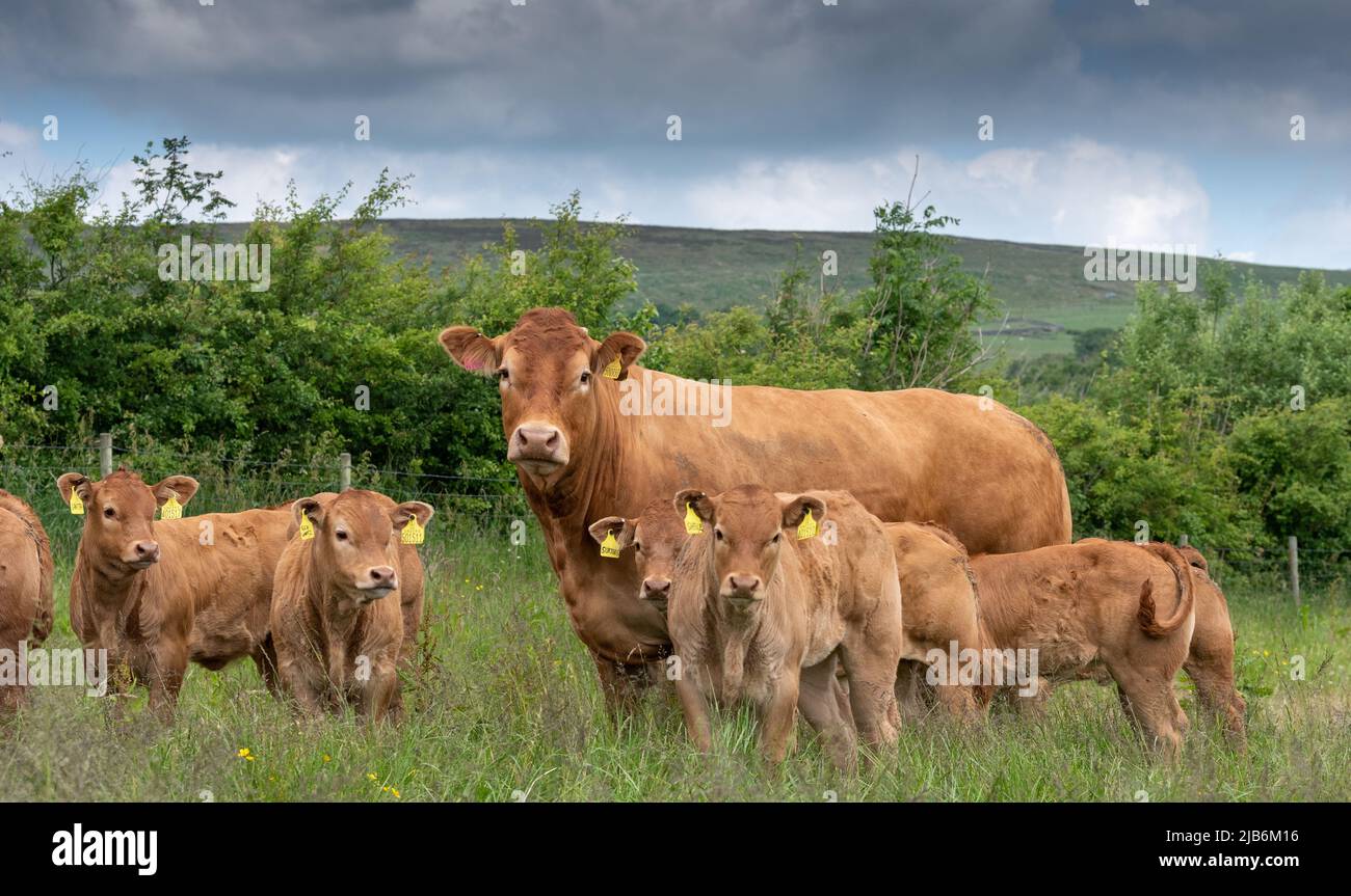 Pedigree troupeau de bovins Limousin dans les pâturages des hautes terres, Lancashire, Royaume-Uni. Banque D'Images