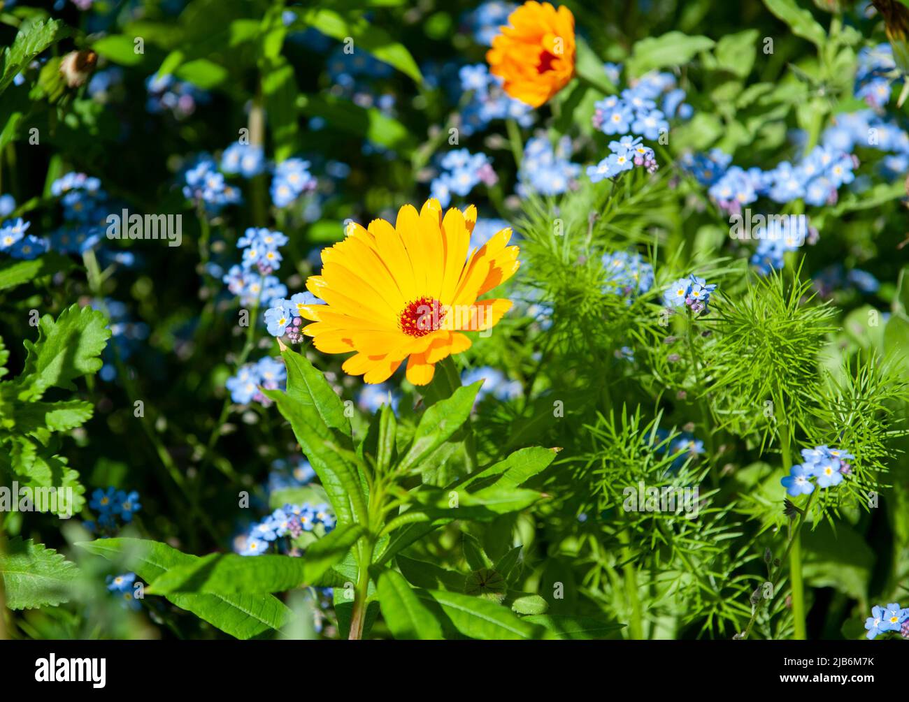 Belle Calendula fleur jaune dans le jardin Banque D'Images