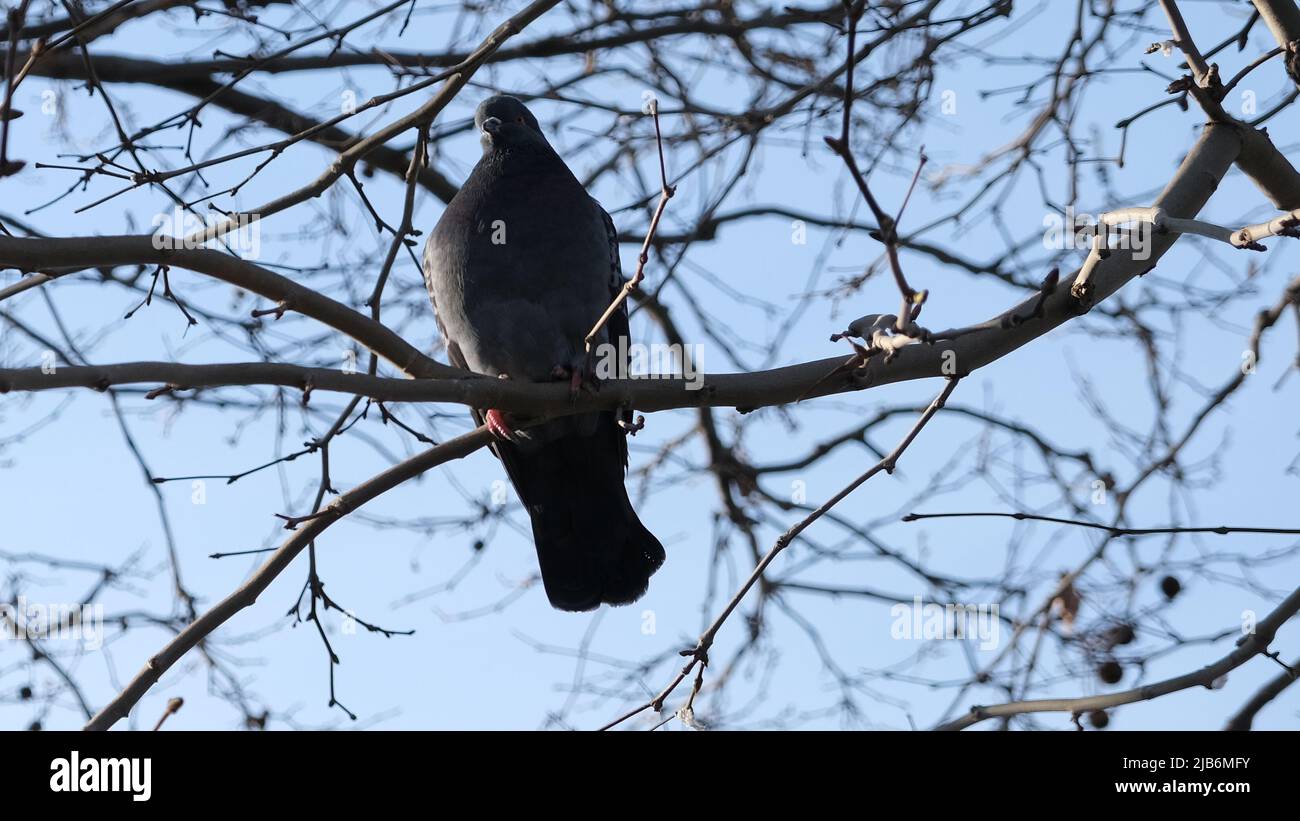 Le pigeon seul s'assoit sur une branche avec un fond bleu de bokeh de ciel. Banque D'Images