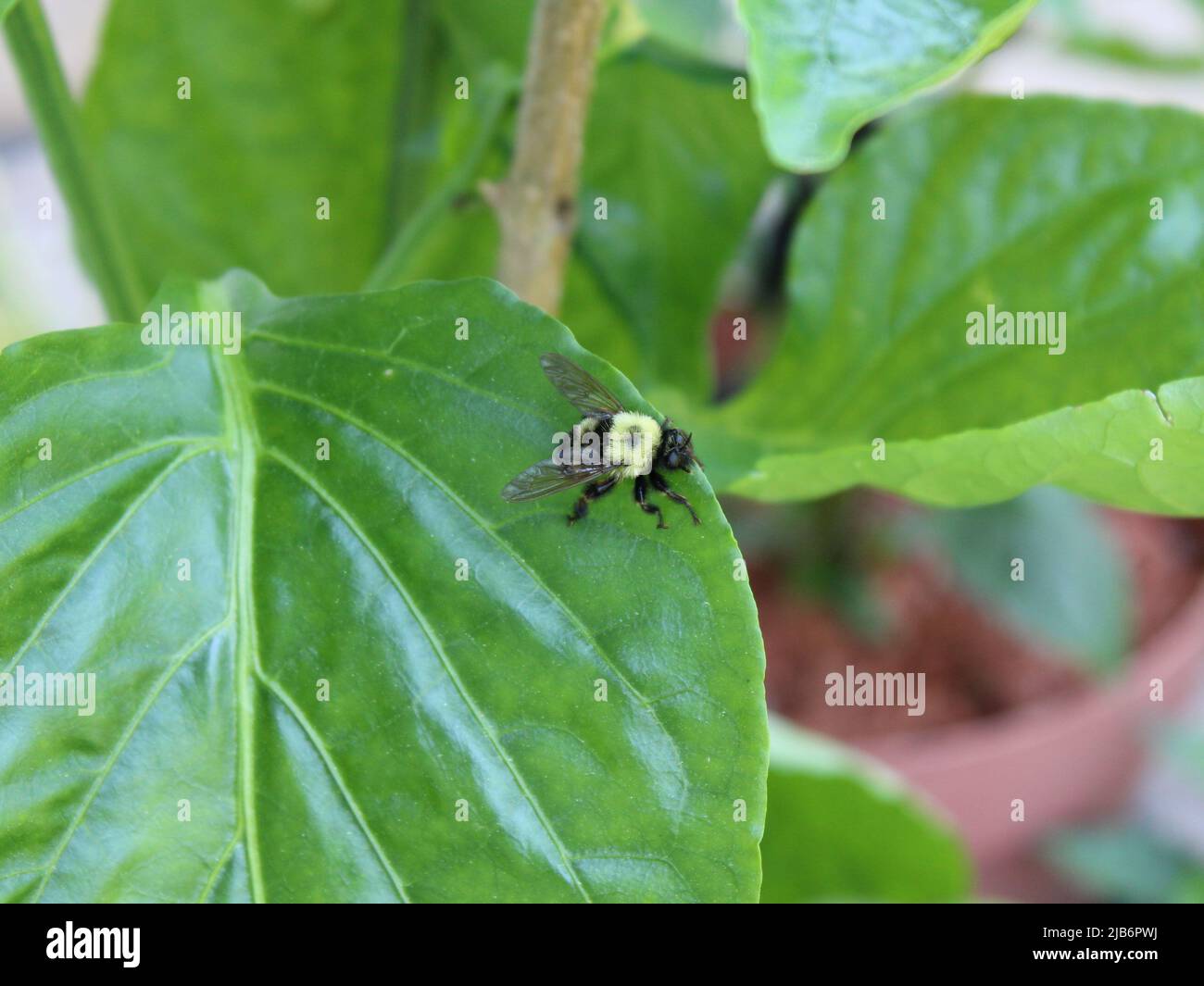 Un bumblebee imitant Robber Fly attendant une proie sur une plante de poivron de Bell Banque D'Images