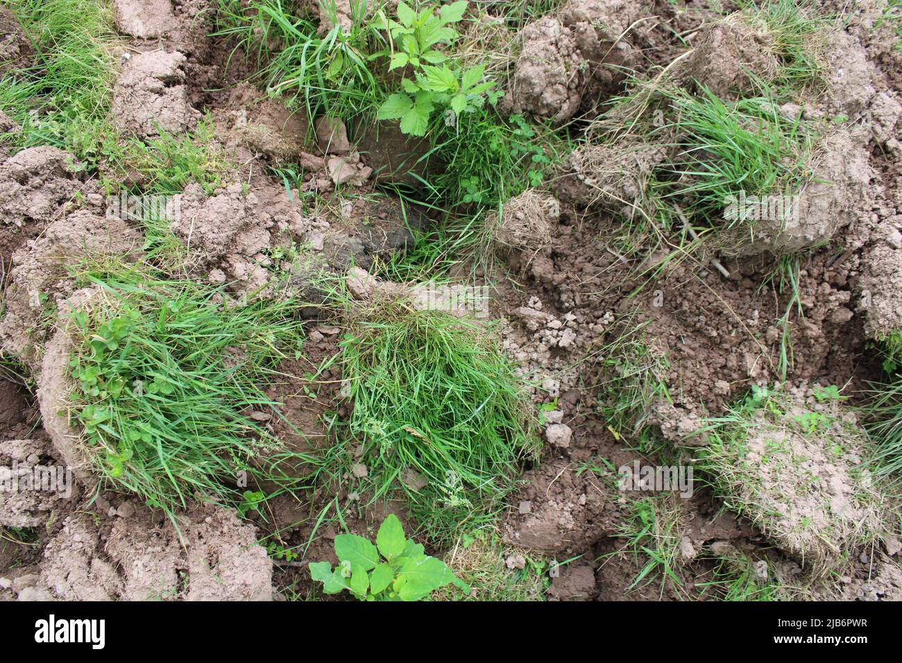 Creusés de touffes d'herbe dans un tas Banque D'Images