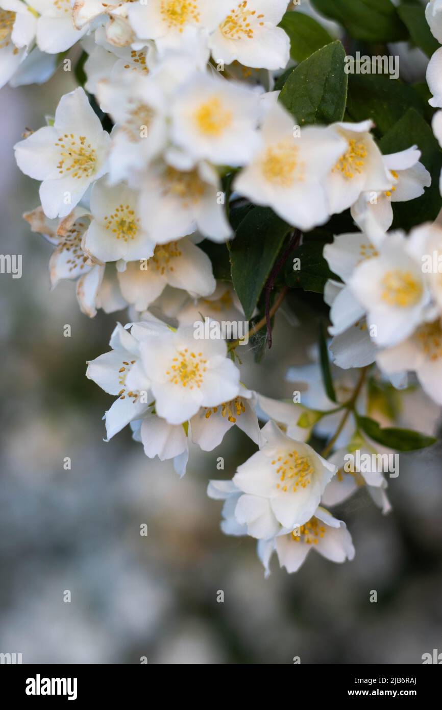 Rosa filipes fleurit dans la campagne italienne. Photo de haute qualité Banque D'Images