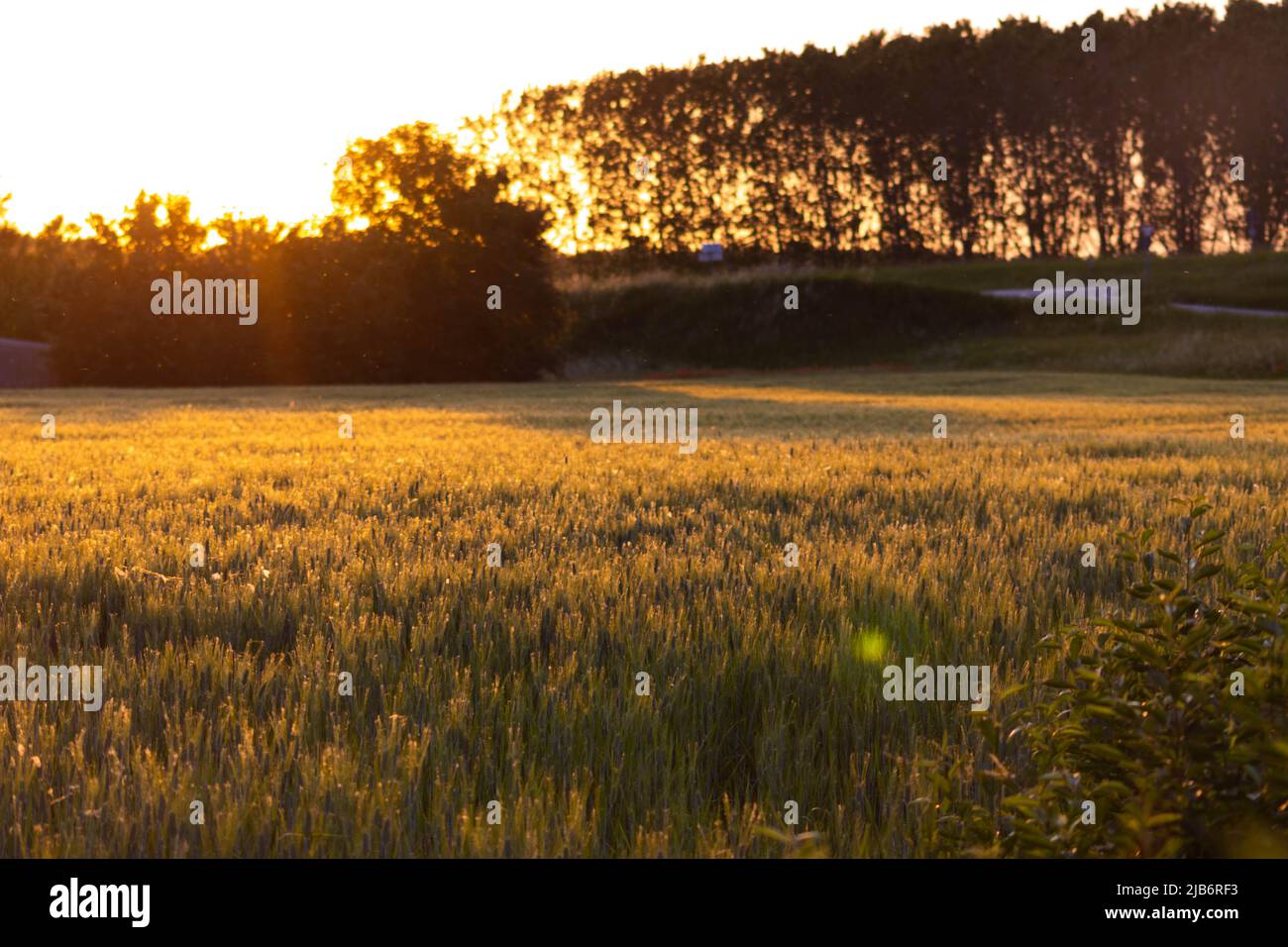 Champ de céréales d'orge au printemps. Photo haute résolution Banque D'Images