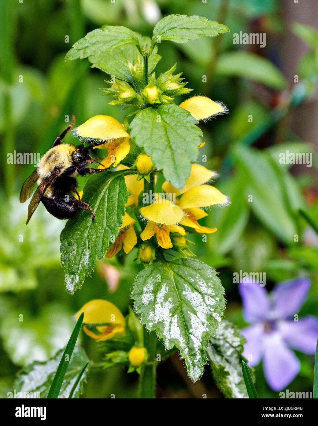 Le bourdon à ceinture brune recueille le nectar d'une fleur jaune avec un feuillage et un arrière-plan flou dans son environnement et son habitat. Abeille image et photo. Banque D'Images