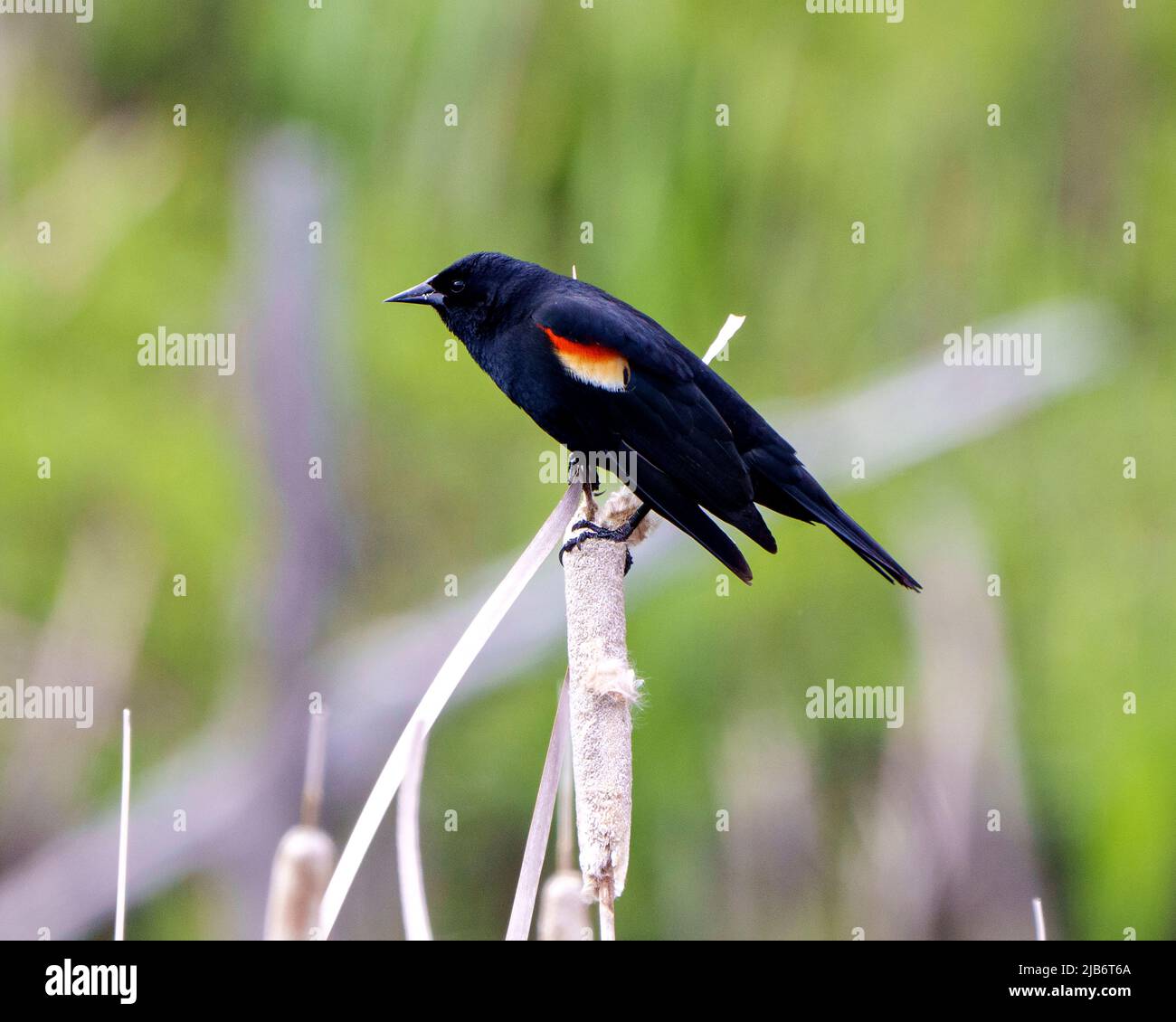 Vue rapprochée de Blackbird ailé de rouge, perchée sur une plante de queue d'oiseau avec un arrière-plan flou dans son environnement et son habitat environnant. Banque D'Images