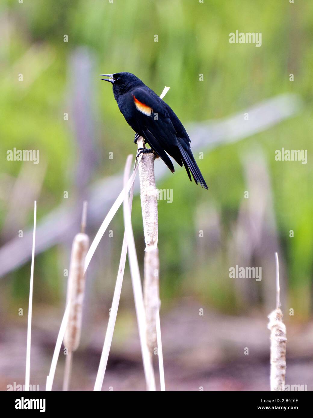 Vue rapprochée de Blackbird ailé de rouge, perchée sur une plante de queue d'oiseau avec un arrière-plan flou dans son environnement et son habitat environnant. Banque D'Images