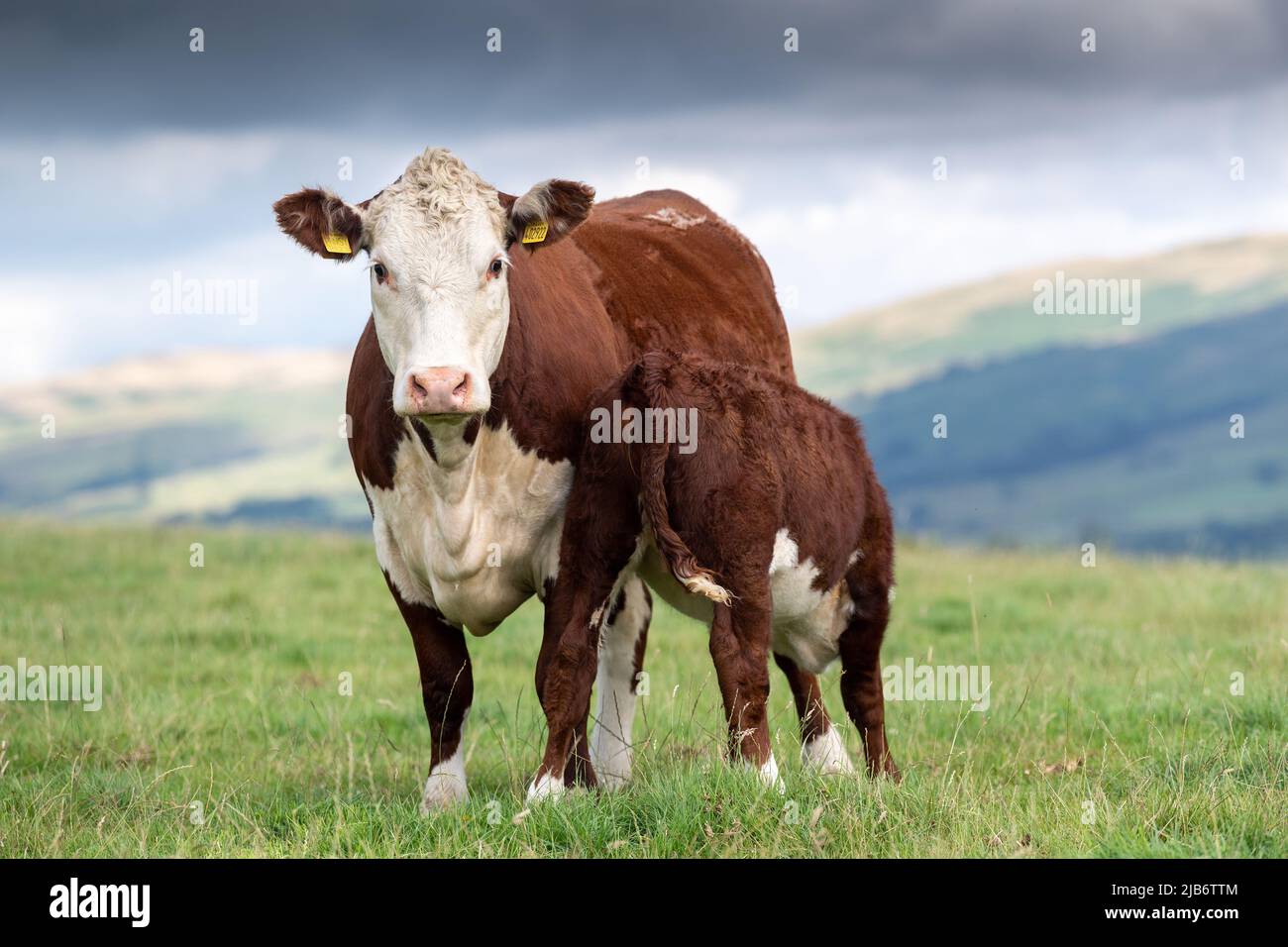 La vache Hereford, une race de bœuf originaire de l'Angleterre, suce son veau dans un pâturage de montagne, Cumbria, Royaume-Uni. Banque D'Images