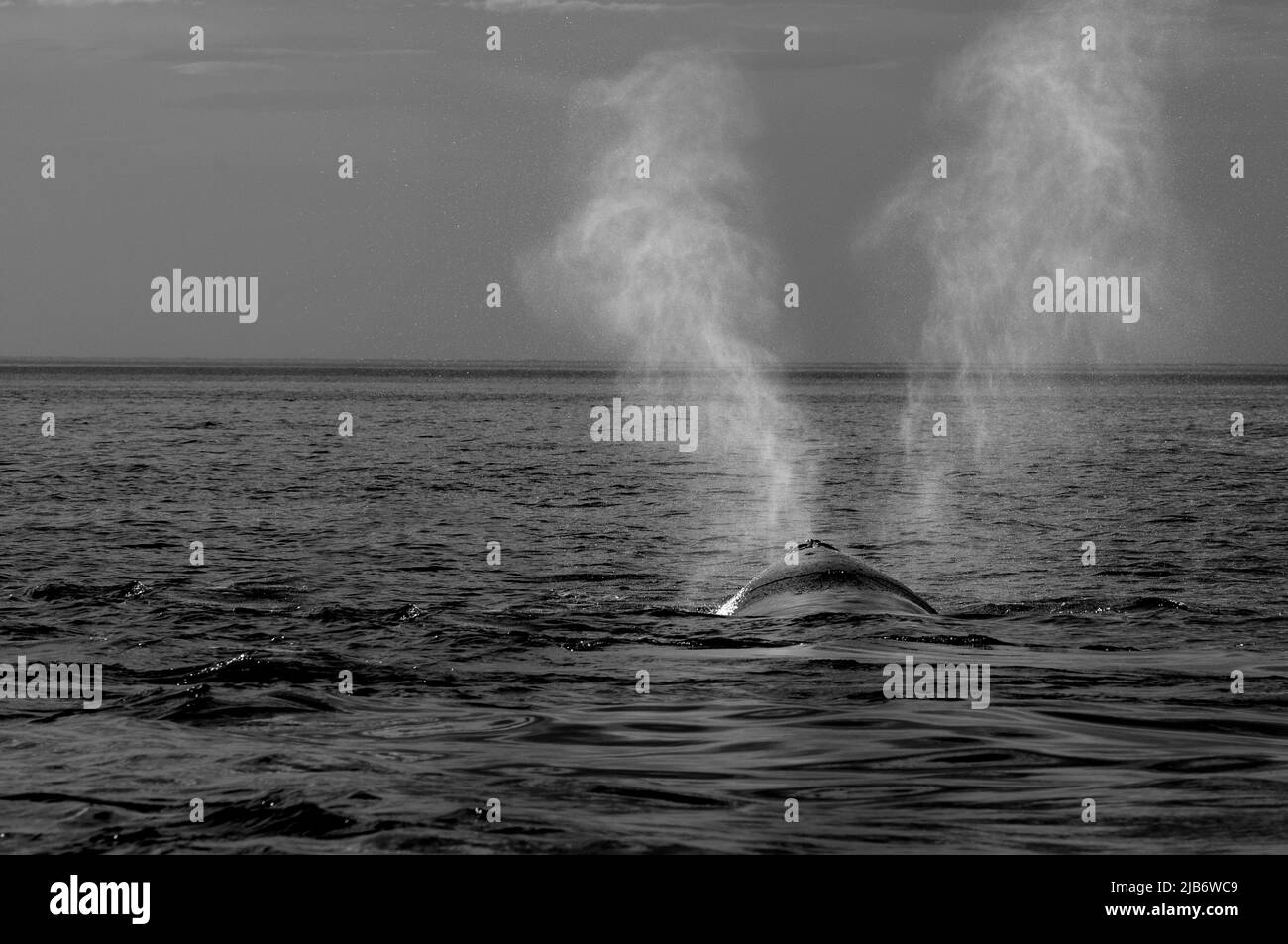 Baleine noire du sud (Eubalaena Australis) , Peninsula Valdes, site classé au patrimoine mondial de l'UNESCO, Patagonie, Argentine. Banque D'Images