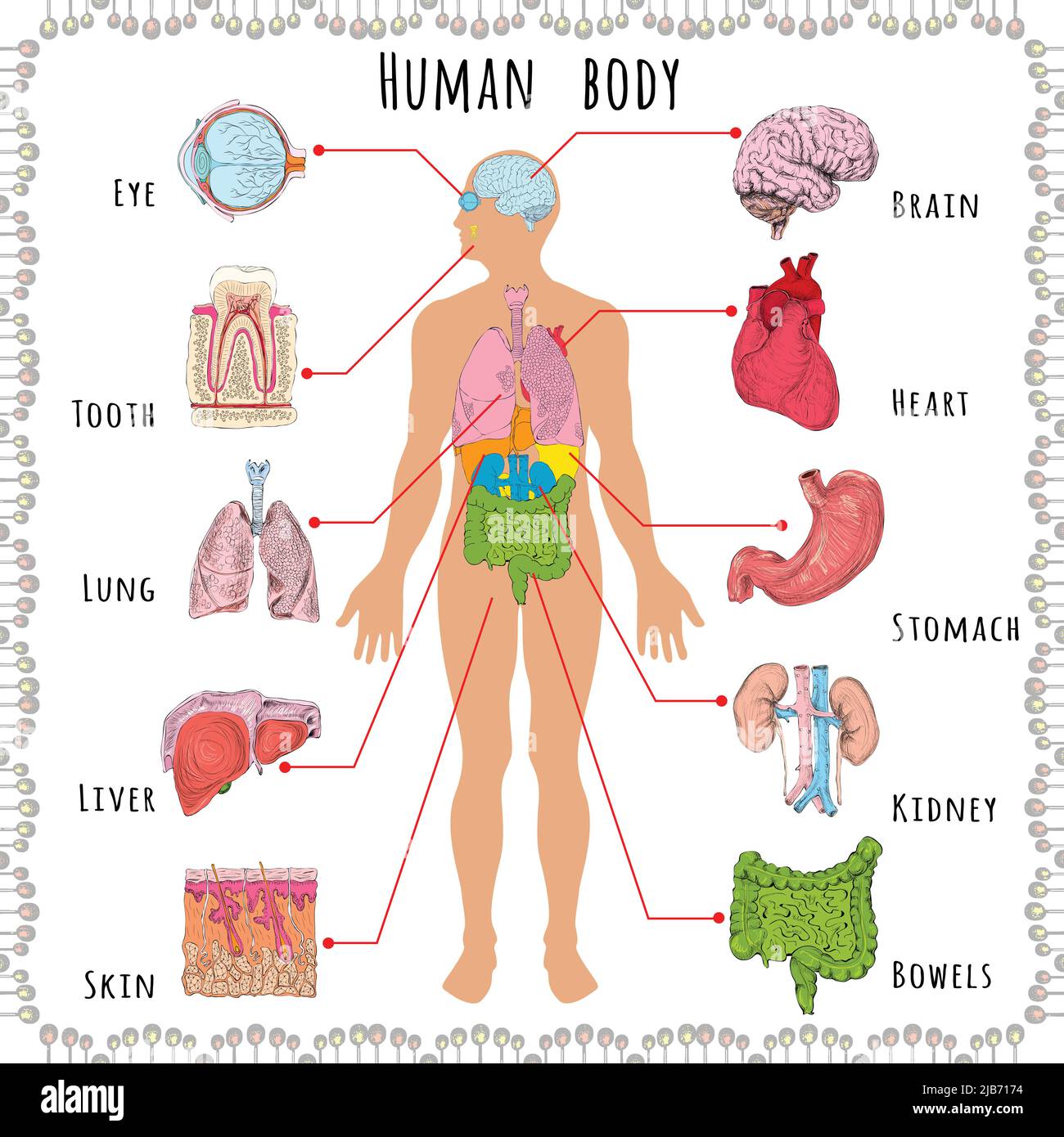 Corps humain infographies médicales avec personne d'ossature et d'organes vector illustration Illustration de Vecteur